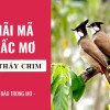 Nằm mơ thấy chim đánh con gì? Ý nghĩa của giấc mơ thấy chim