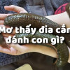 Giải mã mơ thấy đỉa cắn đánh con gì và ý nghĩa của giấc mơ