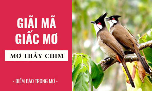 Nằm mơ thấy chim đánh con gì? Ý nghĩa của giấc mơ thấy chim