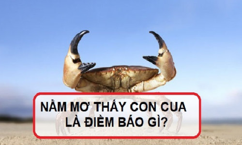 Nằm mơ thấy cua đánh con gì? Giải mã giấc mơ thấy cua